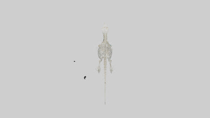 Platypus Skeleton model VR / AR / low-poly