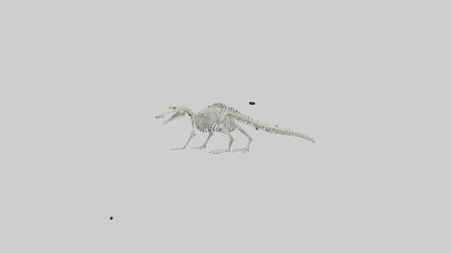 Platypus Skeleton model VR / AR / low-poly