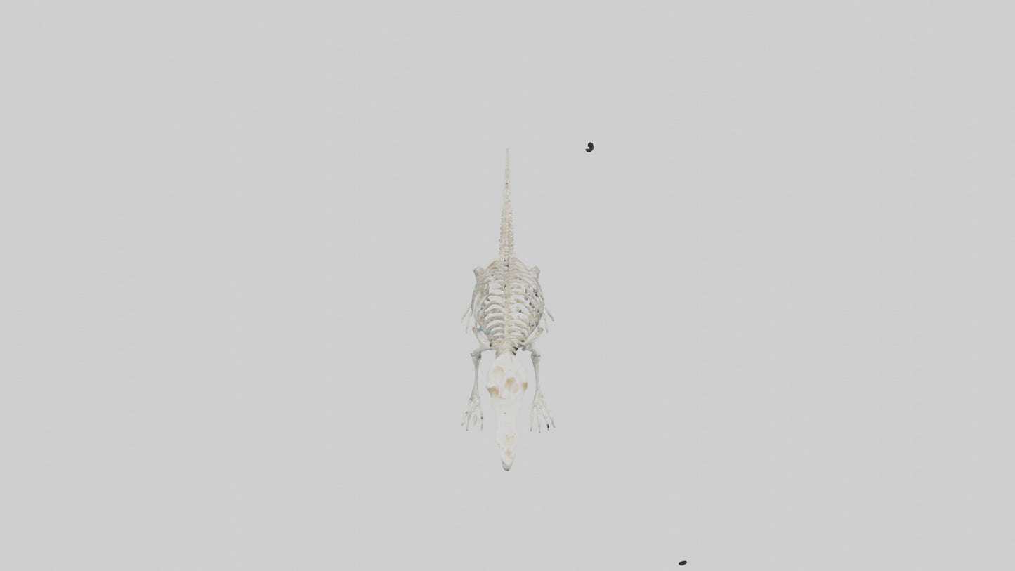 Platypus Skeleton model VR / AR / low-poly