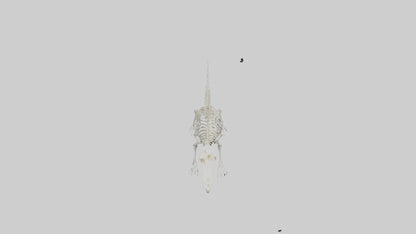 Platypus Skeleton model VR / AR / low-poly