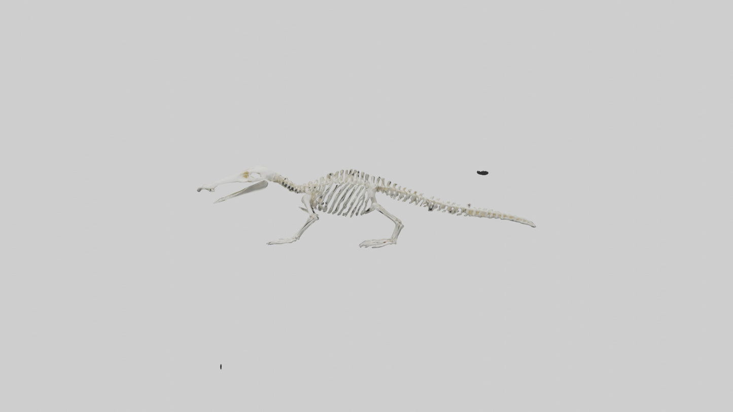 Platypus Skeleton model VR / AR / low-poly