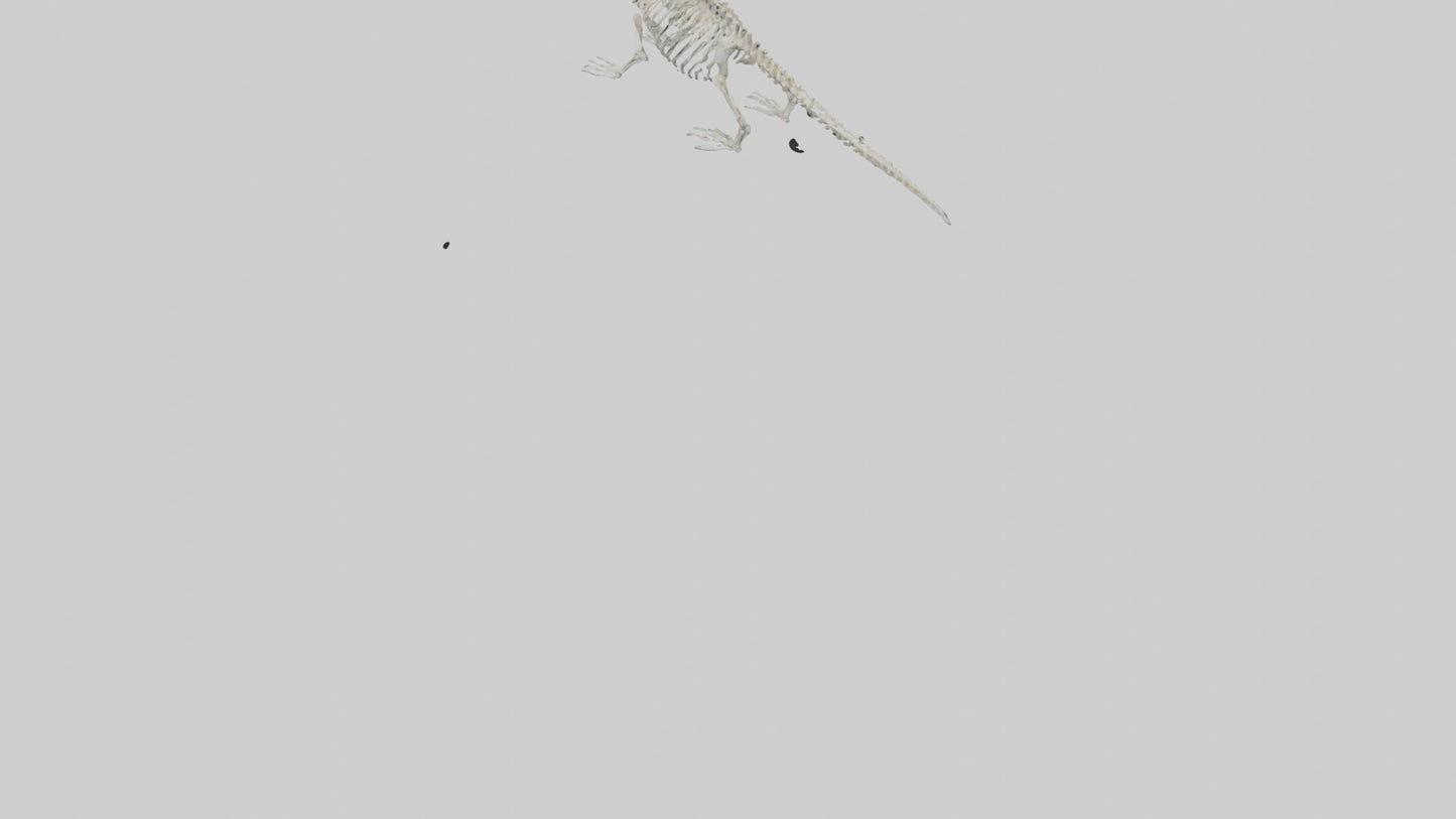 Platypus Skeleton model VR / AR / low-poly