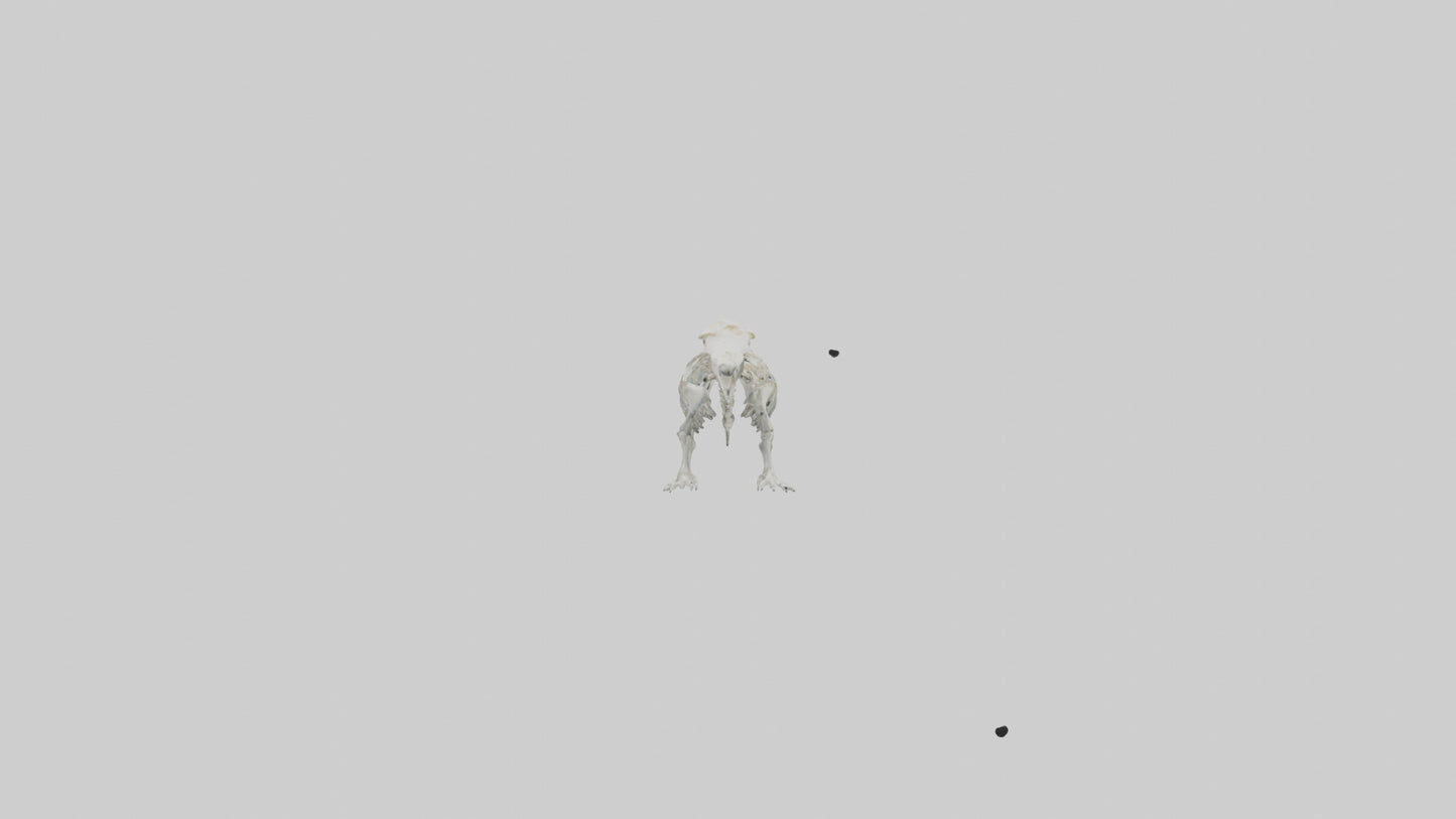 Platypus Skeleton model VR / AR / low-poly