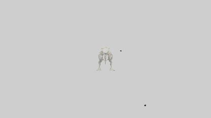 Platypus Skeleton model VR / AR / low-poly