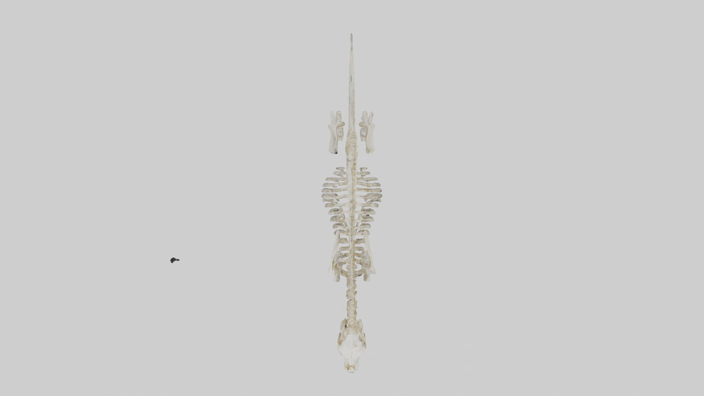 3D model Pleistocene Horse Skeleton model VR / AR / low-poly