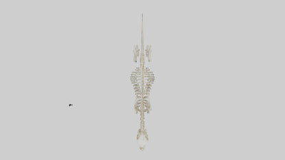 3D model Pleistocene Horse Skeleton model VR / AR / low-poly