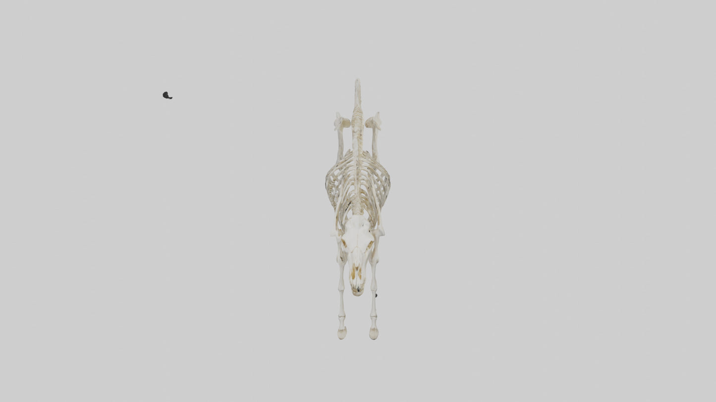 3D model Pleistocene Horse Skeleton model VR / AR / low-poly
