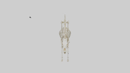 3D model Pleistocene Horse Skeleton model VR / AR / low-poly