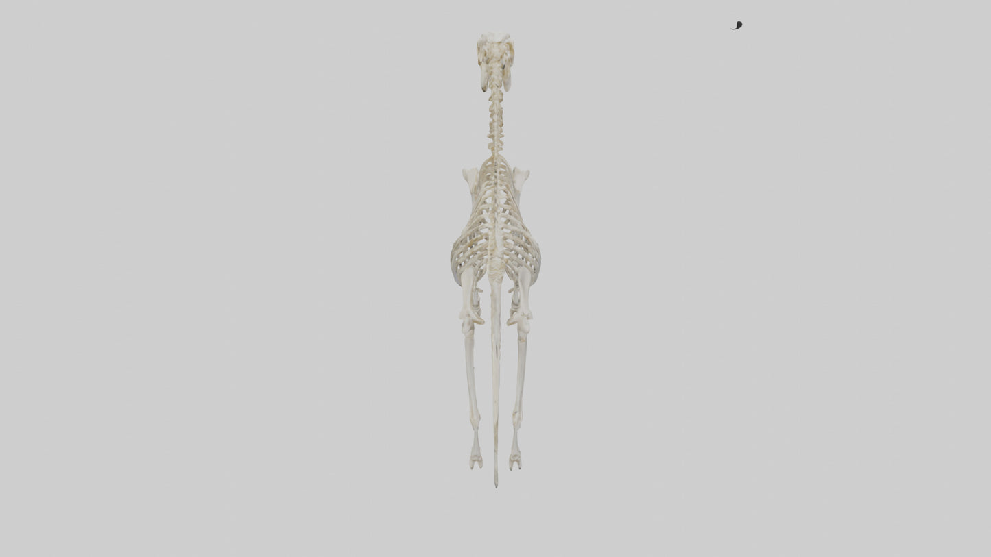 3D model Pleistocene Horse Skeleton model VR / AR / low-poly