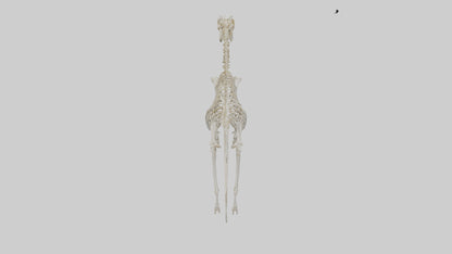 3D model Pleistocene Horse Skeleton model VR / AR / low-poly