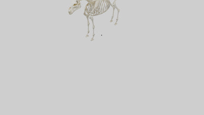 3D model Pleistocene Horse Skeleton model VR / AR / low-poly