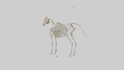 3D model Pleistocene Horse Skeleton model VR / AR / low-poly
