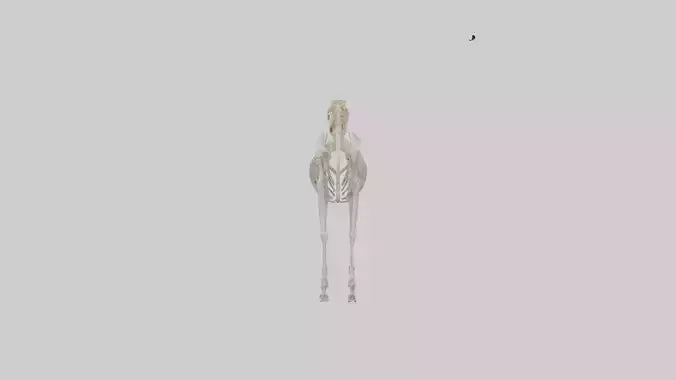 3D model Pleistocene Horse Skeleton model VR / AR / low-poly
