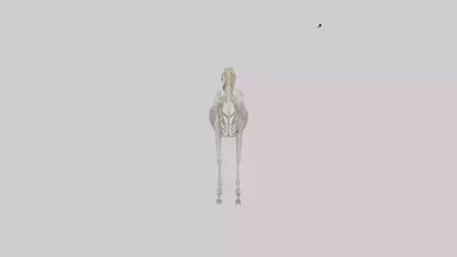3D model Pleistocene Horse Skeleton model VR / AR / low-poly