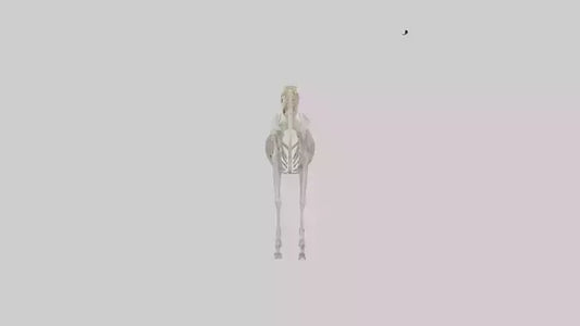 3D model Pleistocene Horse Skeleton model VR / AR / low-poly