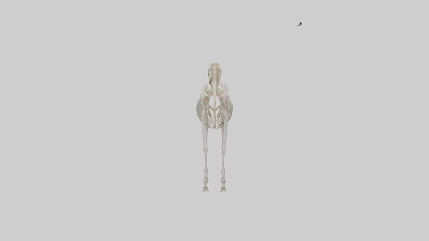 3D model Pleistocene Horse Skeleton model VR / AR / low-poly