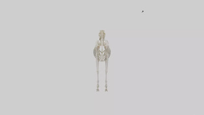 3D model Pleistocene Horse Skeleton model VR / AR / low-poly