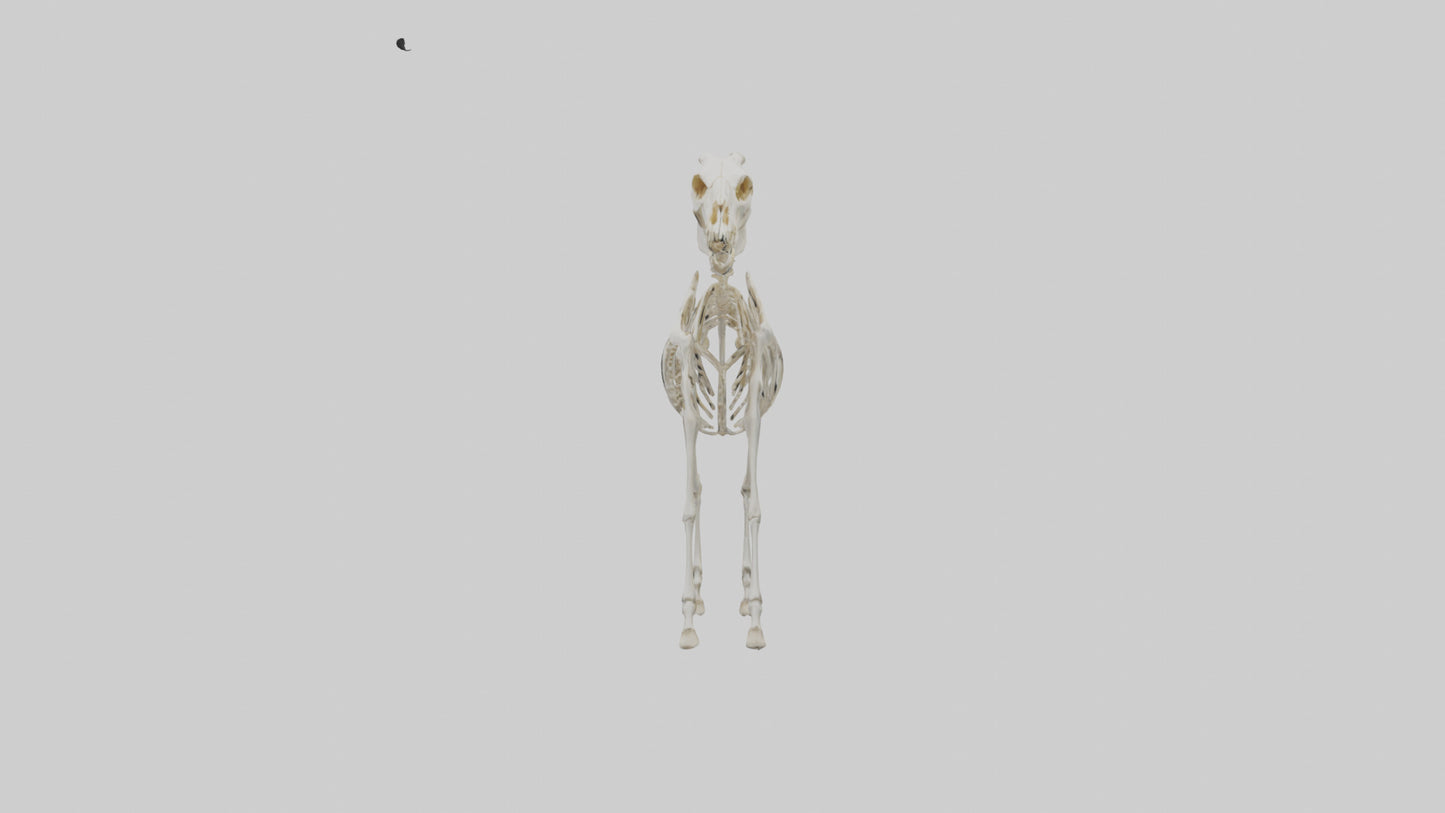 3D model Pleistocene Horse Skeleton model VR / AR / low-poly
