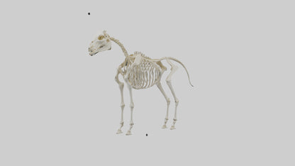 3D model Pleistocene Horse Skeleton model VR / AR / low-poly