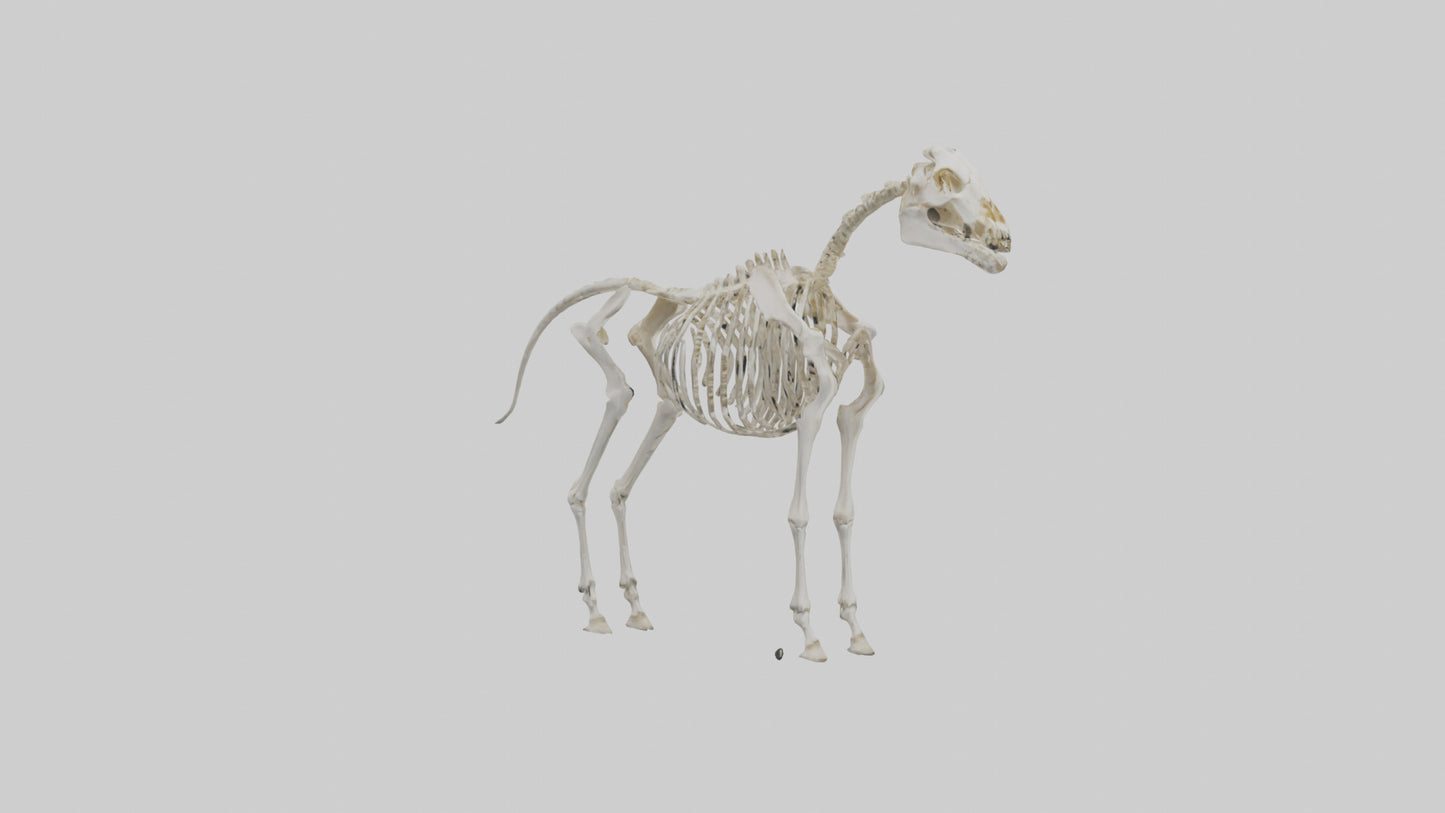3D model Pleistocene Horse Skeleton model VR / AR / low-poly