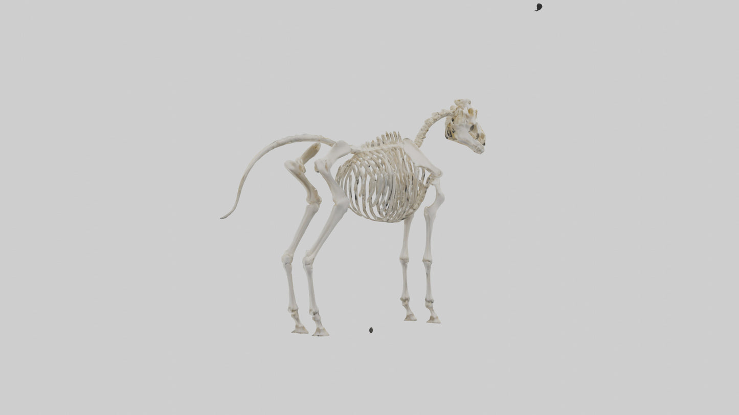 3D model Pleistocene Horse Skeleton model VR / AR / low-poly