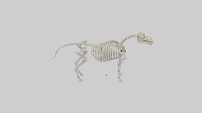 3D model Pleistocene Horse Skeleton model VR / AR / low-poly