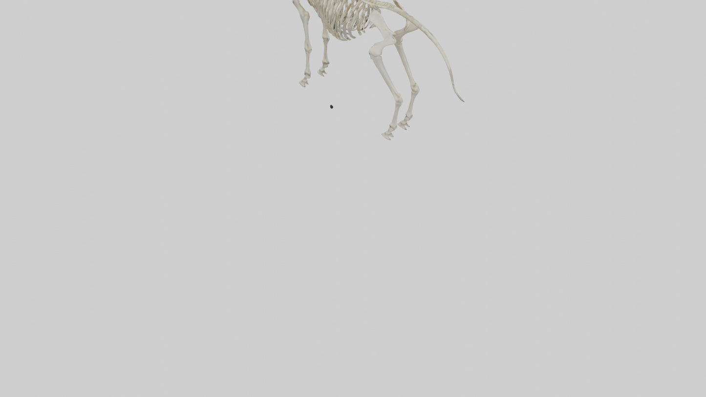 3D model Pleistocene Horse Skeleton model VR / AR / low-poly