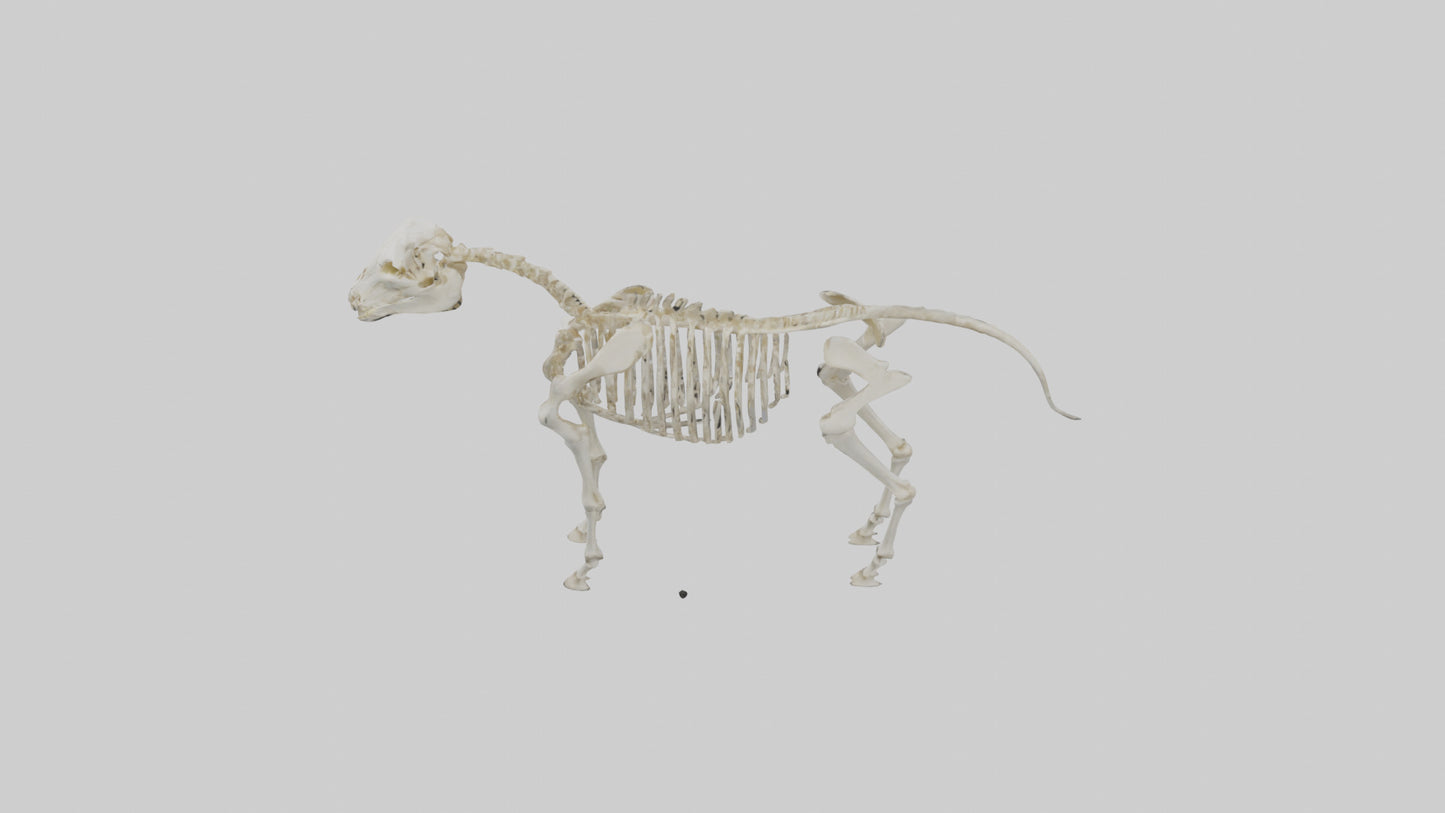 3D model Pleistocene Horse Skeleton model VR / AR / low-poly