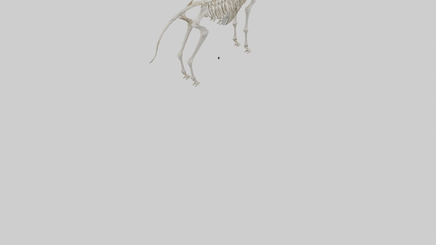 3D model Pleistocene Horse Skeleton model VR / AR / low-poly