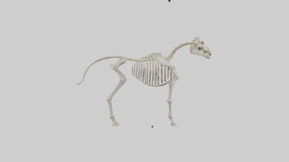 3D model Pleistocene Horse Skeleton model VR / AR / low-poly