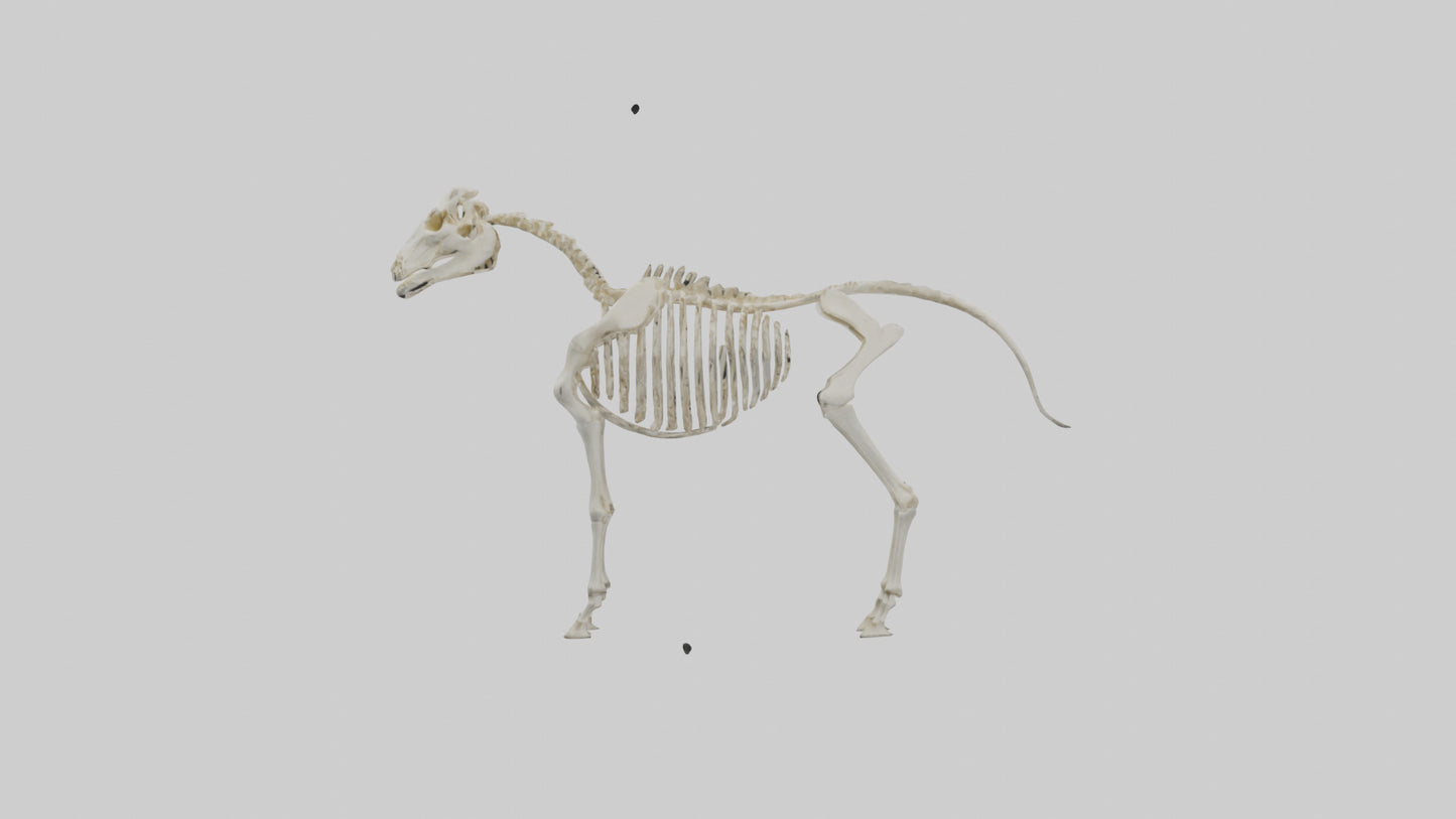 3D model Pleistocene Horse Skeleton model VR / AR / low-poly
