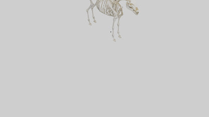 3D model Pleistocene Horse Skeleton model VR / AR / low-poly