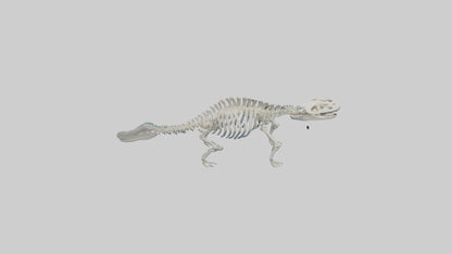 3D model Plesiosaur Skeleton model VR / AR / low-poly