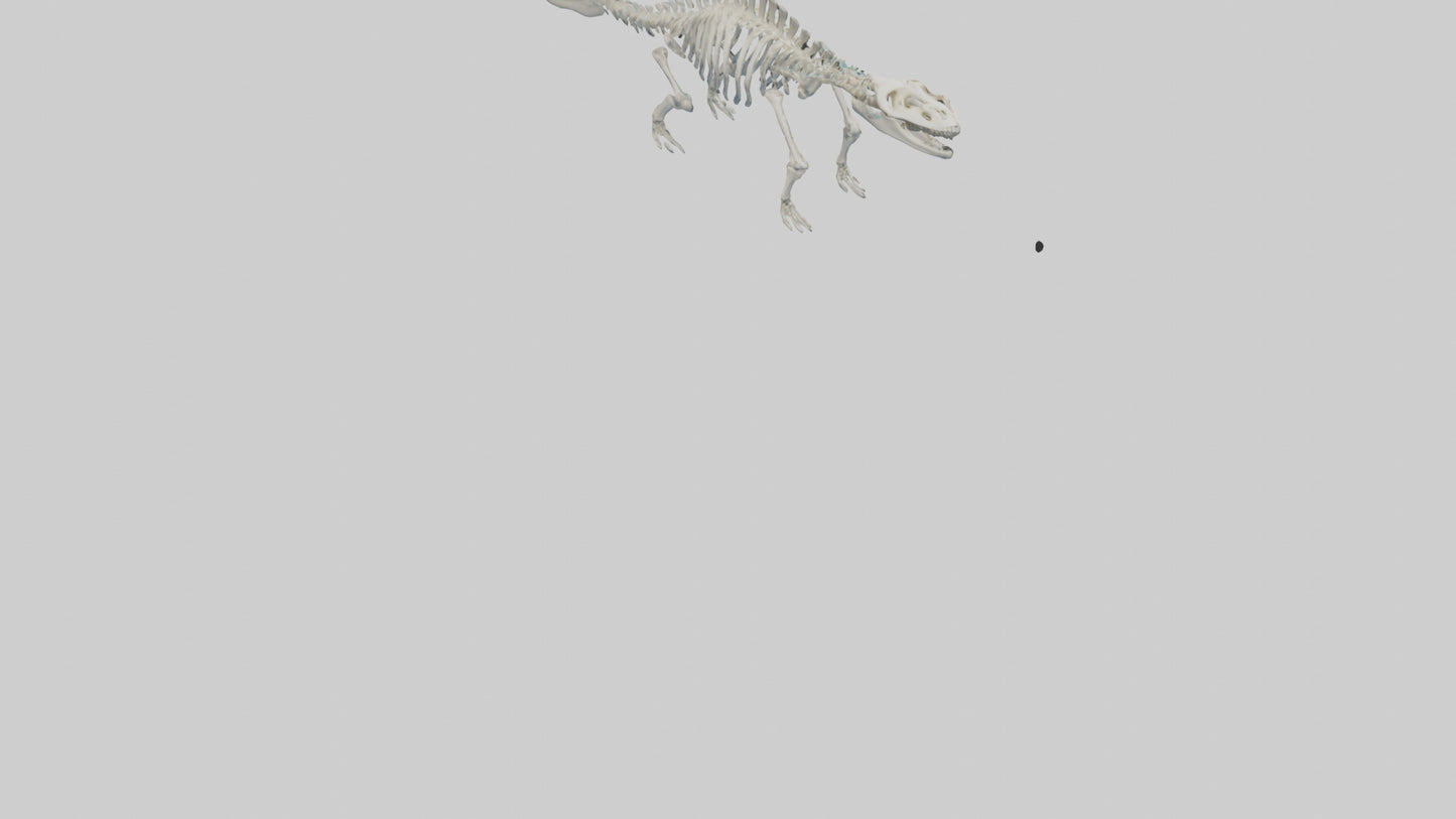 3D model Plesiosaur Skeleton model VR / AR / low-poly