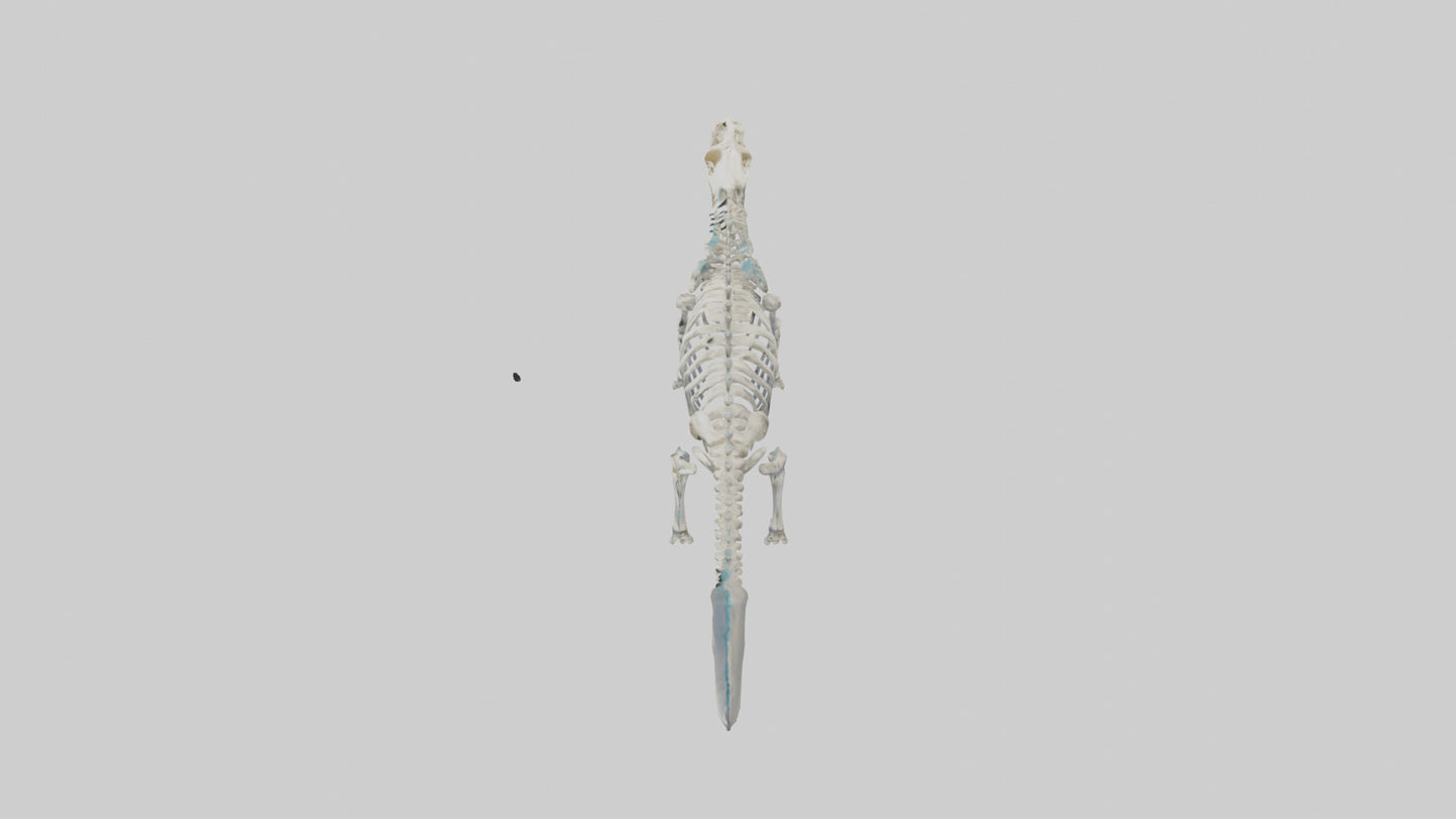 3D model Plesiosaur Skeleton model VR / AR / low-poly