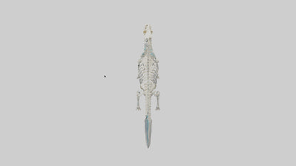 3D model Plesiosaur Skeleton model VR / AR / low-poly