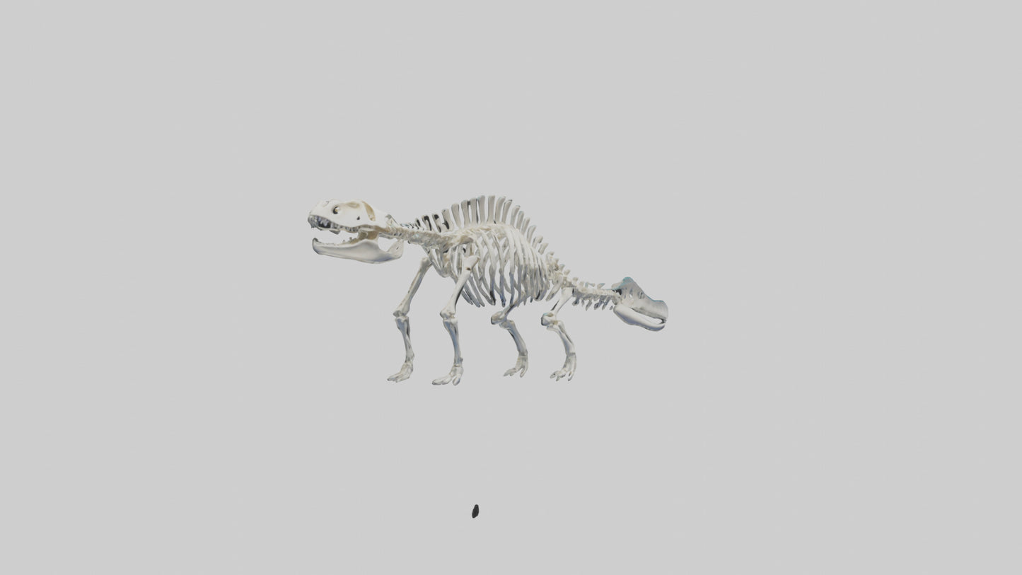 3D model Plesiosaur Skeleton model VR / AR / low-poly