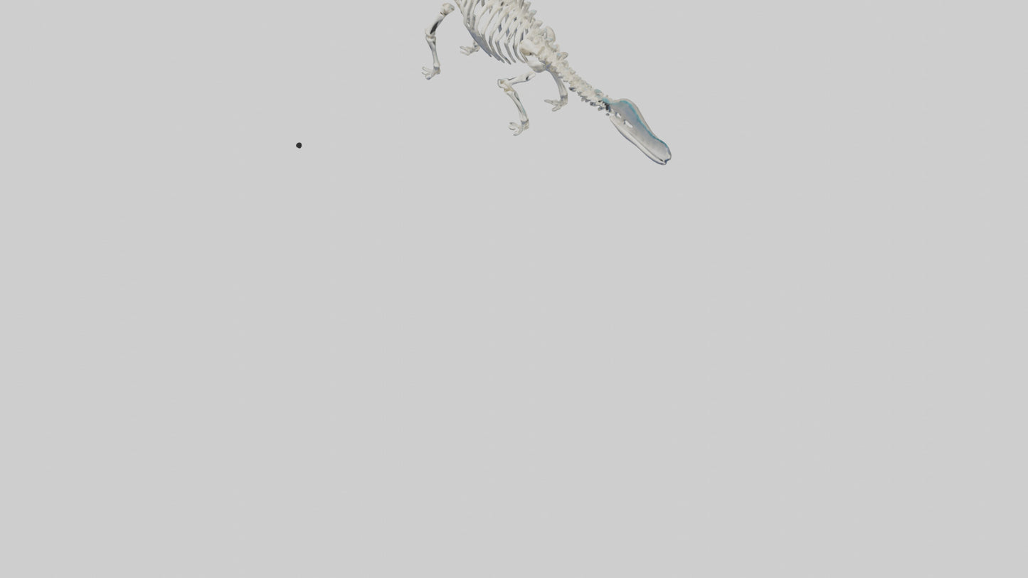 3D model Plesiosaur Skeleton model VR / AR / low-poly