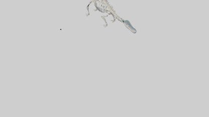 3D model Plesiosaur Skeleton model VR / AR / low-poly