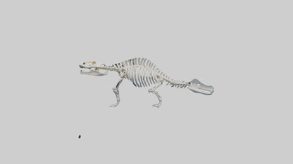 3D model Plesiosaur Skeleton model VR / AR / low-poly