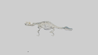 3D model Plesiosaur Skeleton model VR / AR / low-poly