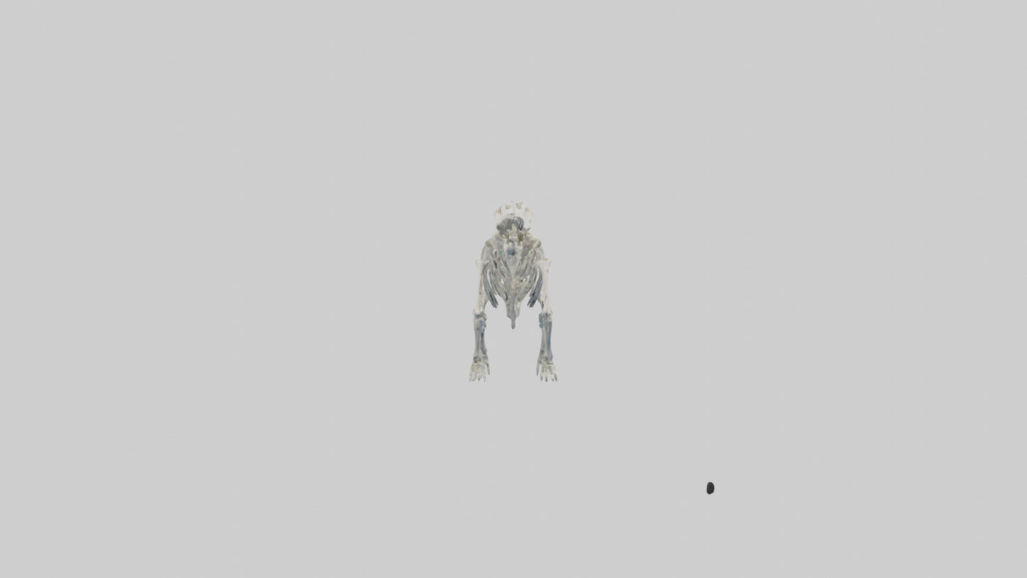 3D model Plesiosaur Skeleton model VR / AR / low-poly