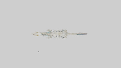 3D model Plesiosaur Skeleton model VR / AR / low-poly