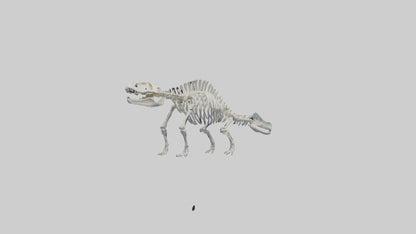 3D model Plesiosaur Skeleton model VR / AR / low-poly