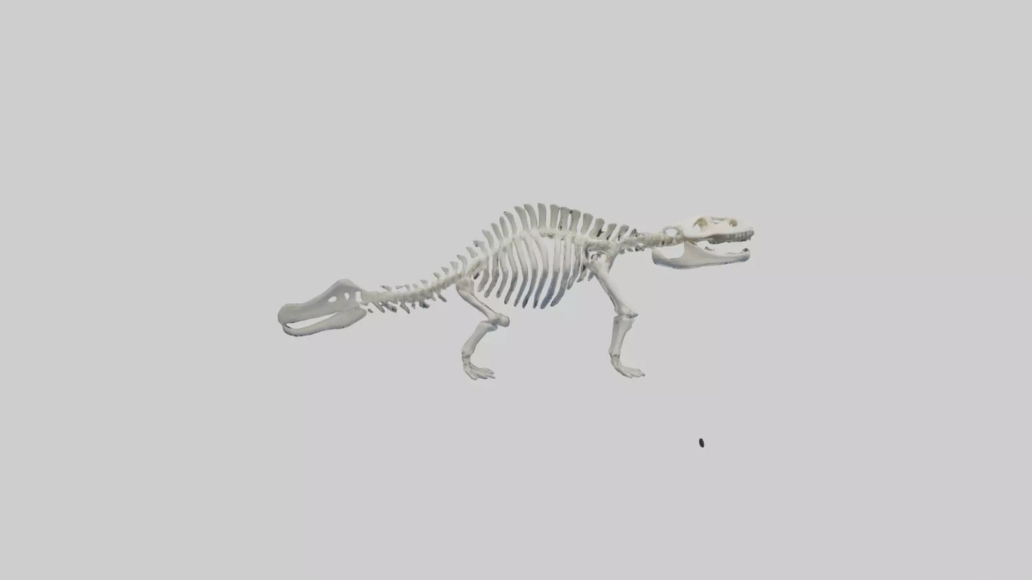 3D model Plesiosaur Skeleton model VR / AR / low-poly