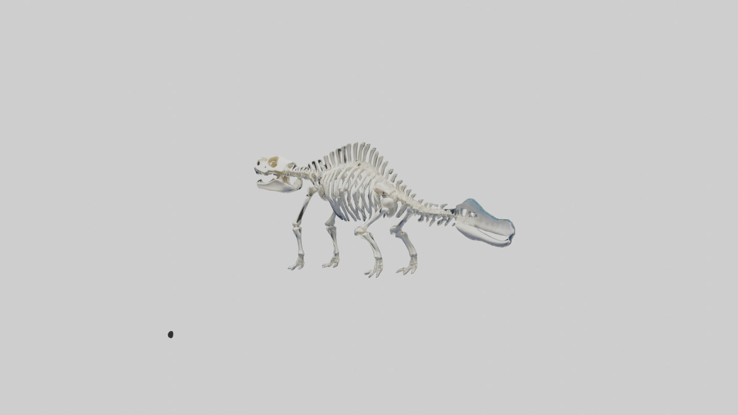 3D model Plesiosaur Skeleton model VR / AR / low-poly