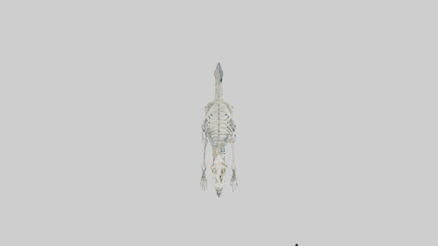 3D model Plesiosaur Skeleton model VR / AR / low-poly