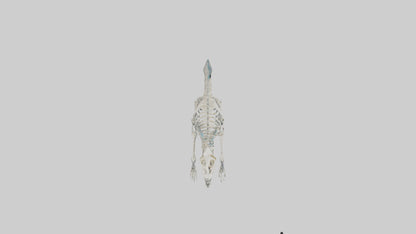 3D model Plesiosaur Skeleton model VR / AR / low-poly