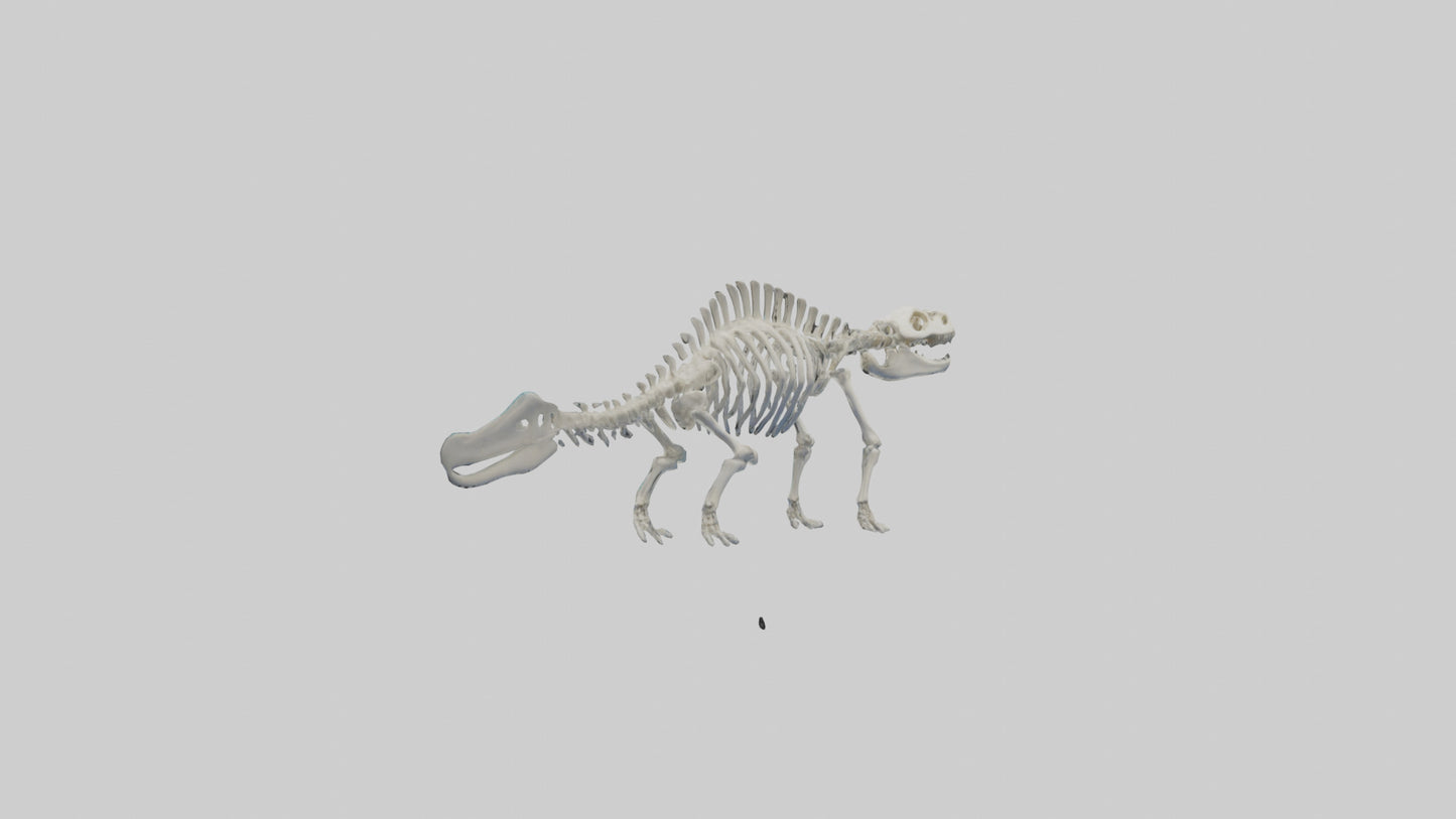 3D model Plesiosaur Skeleton model VR / AR / low-poly