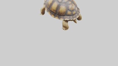 3D model Plowshare Tortoise walking model VR / AR / low-poly